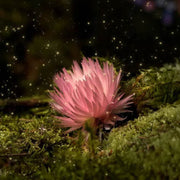 Enchanted Forest Advent Calendar 🌲✨📖