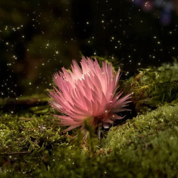 Enchanted Forest Advent Calendar 🌲✨📖